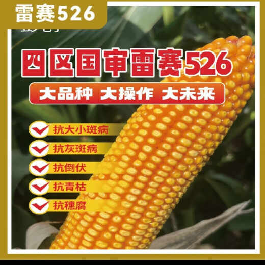 New species in stock, nationally approved Leisai 526 large-grain deep-shaft fine corn seeds, authentic drought-resistant, waterlogging-tolerant, high-yielding corn. New species in stock, nationally approved Leisai 526 5526 grains x1 bag (packaged with