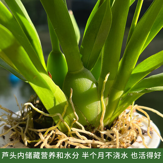 Liu Ge orchid is available in 5 colors. Hydroponic dream fragrant orchid seedlings are shipped with pots. Perfume oncidium creamy indoor flower potted grass. Pink oncidium with 4 foils and Nordic pots.