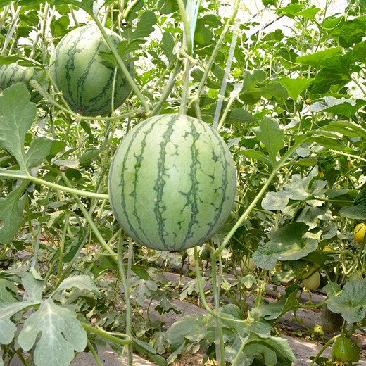 Zhongke Maohua Melon Fruit Seed Maohua Little Golden Orchid Gift Watermelon Seed Flower Skin Yellow Flesh Super Xiaofeng Seed Super Sweet Jinfu K8 Maohua Little Golden Orchid 20 capsules/bag