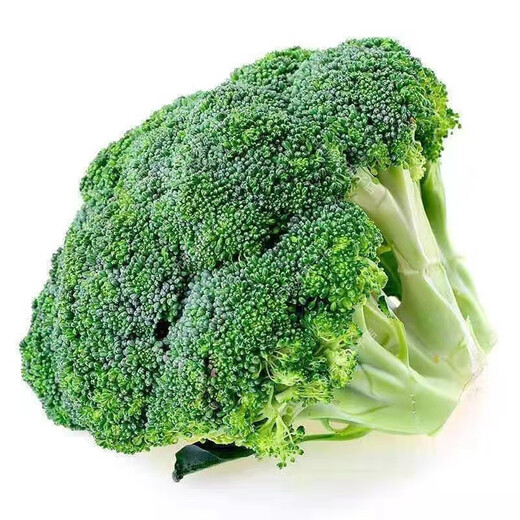Broccoli seeds broccoli seeds loose cauliflower seeds cauliflower green cauliflower seeds four seasons vegetables original broccoli seeds 3 bags (about 900 pieces