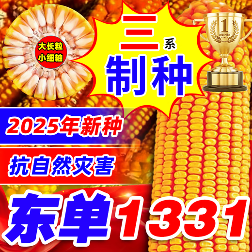 Zhuanghan Dongdan 1331 corn seed collection, twin dwarf lodging resistance, disease resistance, hard big horse tooth big stick corn seed, purity level one, about 3.8 Jin, Jin is equal to 0.5 kilograms