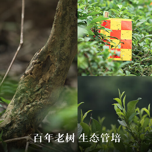 Little Senior Sister Reviews Tea 2014 Ancient Tree Nectar Fragrance 180g Guiqing Guangxi Liubao Tea Special Little Senior Sister Reviews Tea 180g