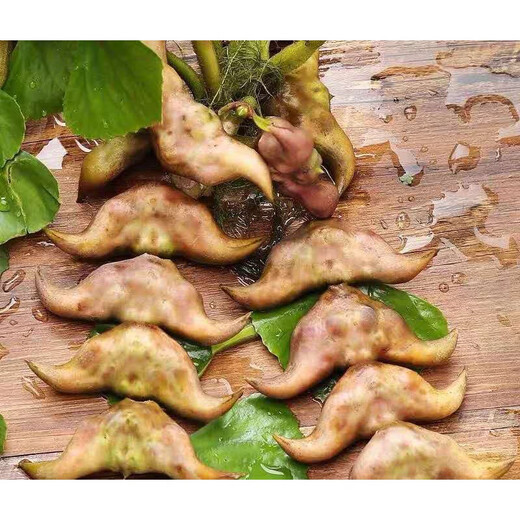 Old water chestnut seed seedlings, pond aquatic plant water chestnut seedlings, planting green water chestnut seeds, four-season vegetables, red water chestnut seeds, special grade red water chestnut (seeds) 100 pieces