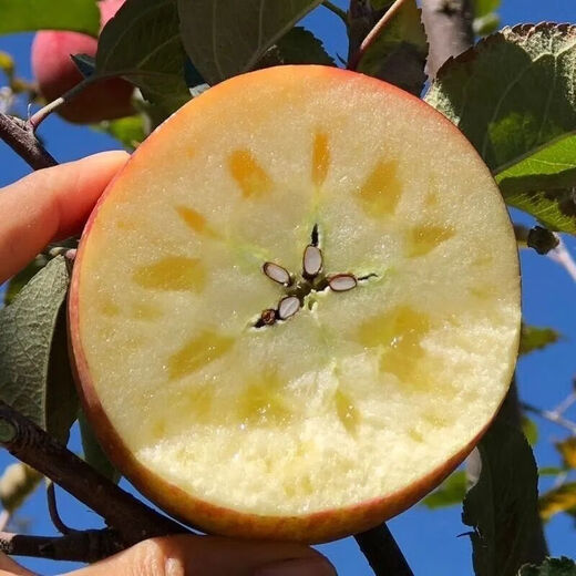 Interesting Taste of Sichuan Daliangshan Yanyuan Chou Apple Fruit Diameter 75+mm Net Weight 8Jin Jin is equal to 0.5kg No. 1 Member Store Straight from the source