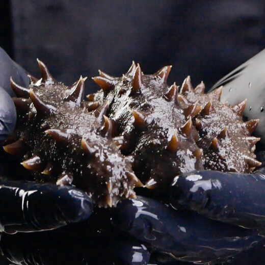 Jingmi Dalian ready-to-eat sea cucumber 250g 6-8 pieces, solid content 85%, authentic Liao sea cucumber, family pack