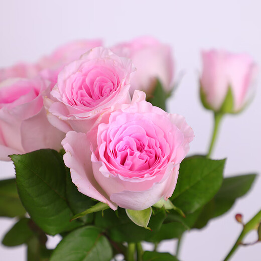 Full of fairy spirit, 10 Roselle roses