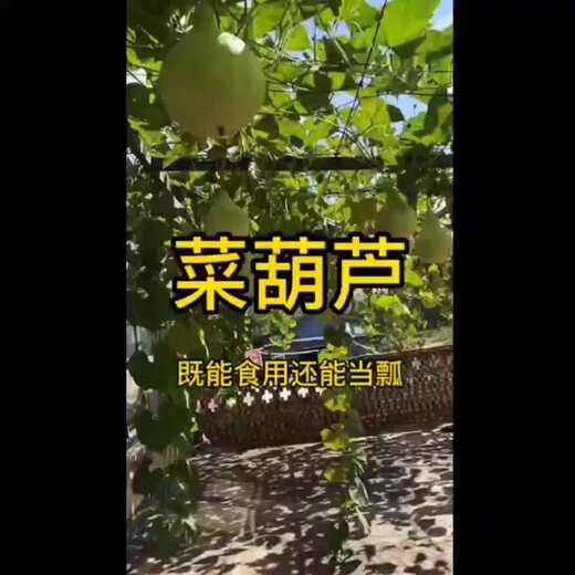 Edible gourd seeds, extra large gourd seeds, gourd seeds that can be used as water gourds, edible gourd seeds, original pack, about 20 capsules, ++ product