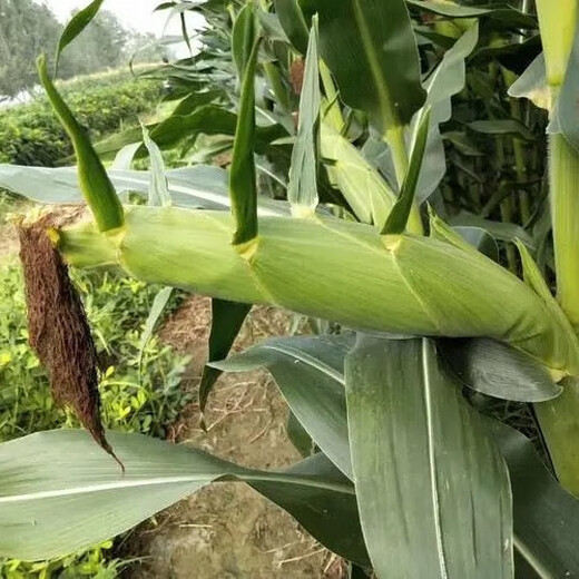 穗益满NK718双棒国审玉米种子大全非转基因矮杆大棒苞米种大紫杆苞谷 NK718 升级抗锈版 【2斤装】种植6分地