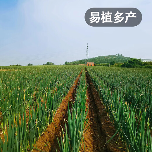 Fengming Yashi Shandong Zhangqiu green onion seeds all-season cold-resistant vegetables field planting long white green onion seeds 10 grams