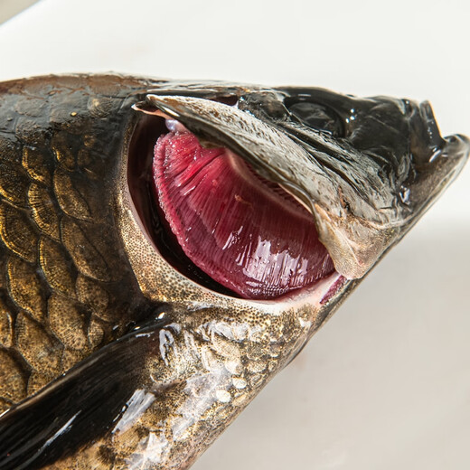 Fresh black crucian carp 200-300g/piece