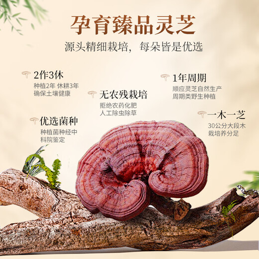 Сянжулу четыре органические сломанные стены Ganoderma lucidum Spore Powder 30 мешков * 2 коробки тритерпена 12,5 г Улучшение иммунитета Продукты здоровья