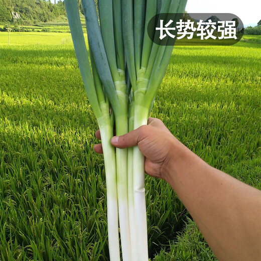 Fengming Yashi Shandong Zhangqiu green onion seeds all-season cold-resistant vegetables field planting long white green onion seeds 10 grams