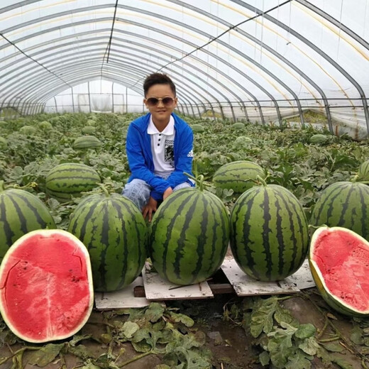 Fengba C929 watermelon seed round melon with thin skin, super sweet, medium and late maturity, high yield and disease resistance base, special for Fengba C929 one can (50g)