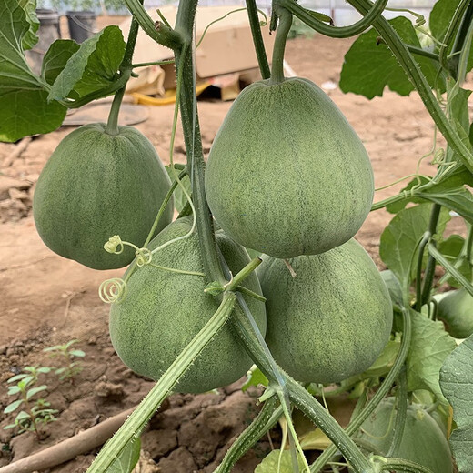 Zhongke Maohua Fruit Seed Green Melon Seed Emerald South Korea Emerald Jade Green Skin Green Flesh Melon Seed South Korea Emerald 50 capsules/bag Trial Pack Dark Green Skin