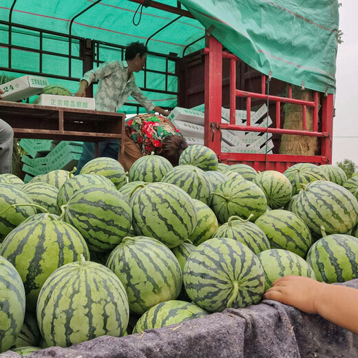 Shouhe crunchy type 8424 watermelon seeds, early mature, thin-skinned, summer and autumn seeds, watermelon seeds, 8424 watermelon seeds, 40 seeds + 5 seedlings