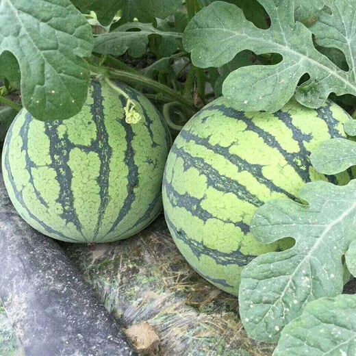 Zhongke Maohua Lazy Man Sweet King Watermelon Seed Round Jingxin Type is more resistant to cracking than 8424, super sweet red flesh, thin skin, sand pulp Lazy Man Sweet King 100g/box, round, about 1600 seeds