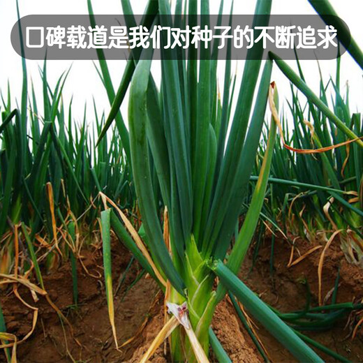 Fengming Yashi Shandong Zhangqiu green onion seeds all-season cold-resistant vegetables field planting long white green onion seeds 10 grams