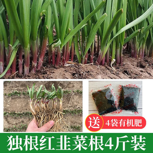 Shouguang Red Root Leek Root Seedlings Purple Root Leek Root Seeds Potted Potted Balcony Autumn Season Small Leaf Vegetable Seeds Red Leek Root 4Jin Jin is equal to 0.5kg (free 4 packs of 50g organic fertilizer)