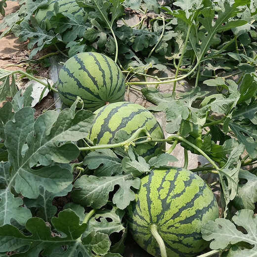 Zhongke Maohua Lazy Man Sweet King Watermelon Seed Round Jingxin Type is more resistant to cracking than 8424, super sweet red flesh, thin skin, sand pulp Lazy Man Sweet King 100g/box, round, about 1600 seeds