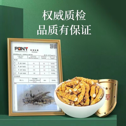 Authentische tibetische Gegend naqu großes gebrochenes Gras frisch cordyceps sinensis cordycep