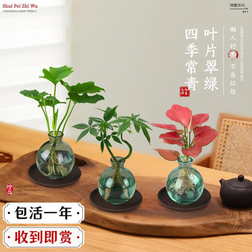 Love You Ten Thousand Years Zen Hydroponic Money Tree Potted Flower Plants in the Office for All Seasons to Recruit Wealth Lotus Bamboo Bamboo Cypress Chinese Smoked Green Bottle Purple Sand Tray