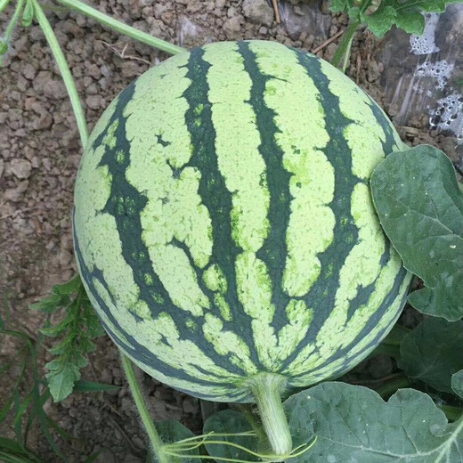 Zhongke Maohua melon and fruit seeds Zhongke Bingqilin watermelon seed improved 8424 Jingxin type replaces Meidu watermelon variety with crack resistance Zhongke Bingqilin 3000 capsules/box special for seedlings