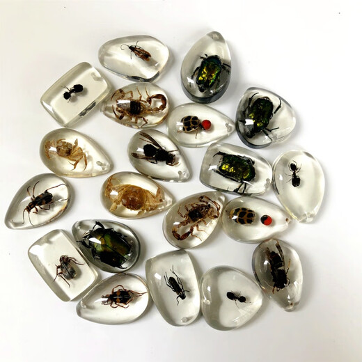 DR-FLVVS Fat Donglai quality insect amber specimen pendant made of blind box resin glue ornaments for primary school students and children's textbook teaching a transparent scorpion