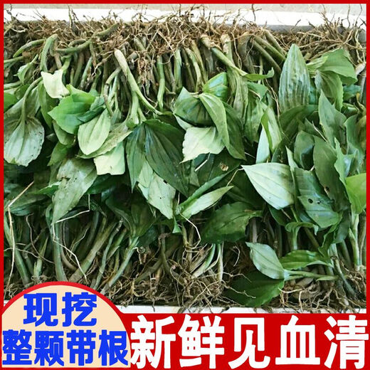 Fresh Jianxue herbal Chinese herbal medicine Jianxueqing Chinese herbal medicine sheep ear garlic good site wholesale seedlings potted seedlings 3 seedlings moisturizing pack