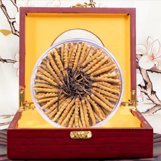 Cordyceps sinensis, los cordyceps de gran altitud en las áreas tibetanas son asequibles para el uso de autoego, regalos navideños, cajas de regalo, 3 palos/gramos (50 palos de regalo)