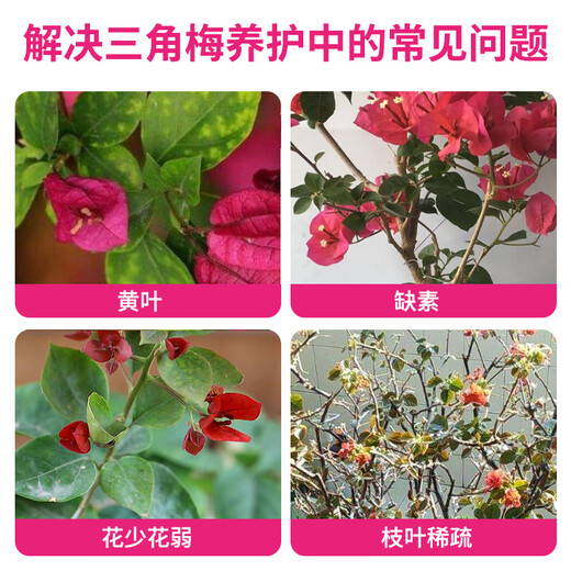 Devodoro bougainvillea type slow-release compound fertilizer 500g gardening potted plant flower fertilizer foliage fertilizer organic nitrogen, phosphorus and potassium fertilizer