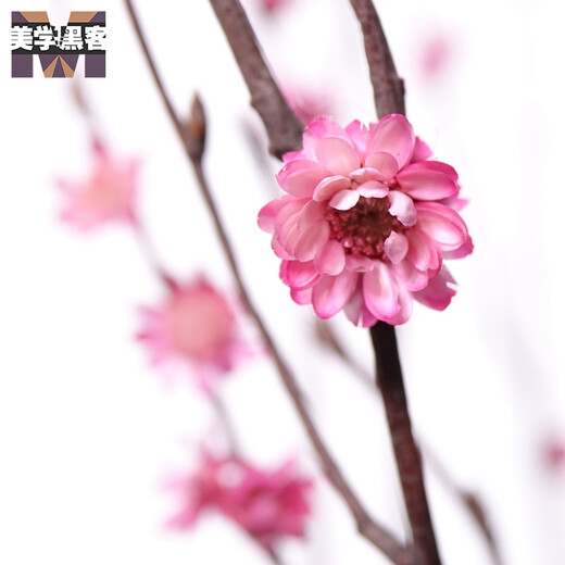 Aesthetic hacker, dried plum blossoms, real flowers in vase, fake plum blossoms, dried flower branches, decorative small dead branches, dried flowers, Zen style, pink, branches about 60 cm long