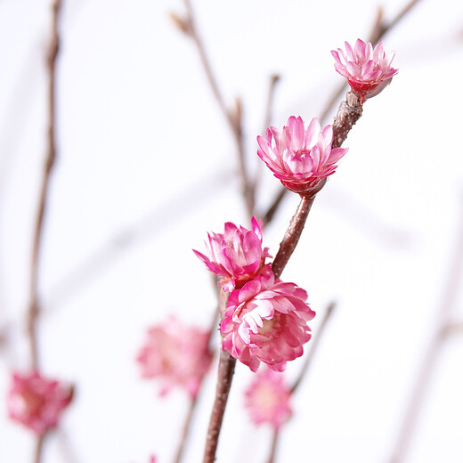 Aesthetic hacker, dried plum blossoms, real flowers in vase, fake plum blossoms, dried flower branches, decorative small dead branches, dried flowers, Zen style, pink, branches about 60 cm long