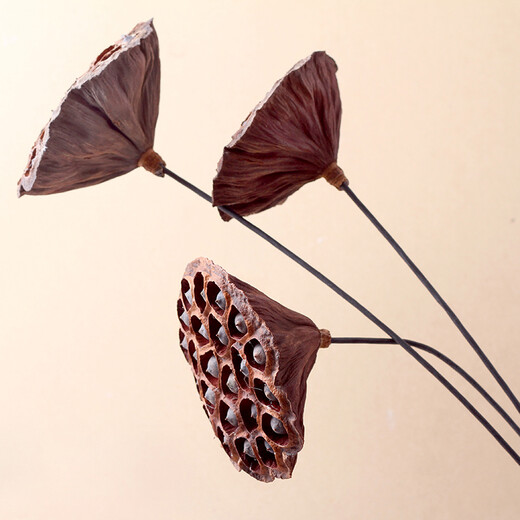 Youyi Dried Flower Extra Large Full Seed Metal Flower Pole Dried Lotus Lotus Dried Flower Decorates Living Room Floor Single Extra Large Seed Lotus Pole Contains Flower Pole Length 55cm Price of 4 Pieces