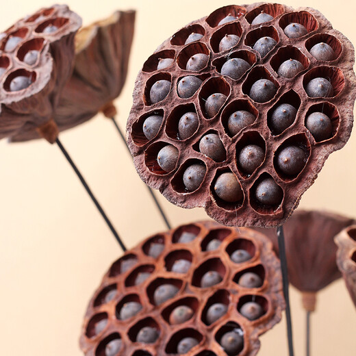 Youyi Dried Flower Extra Large Full Seed Metal Flower Pole Dried Lotus Lotus Dried Flower Decorates Living Room Floor Single Extra Large Seed Lotus Pole Contains Flower Pole Length 55cm Price of 4 Pieces
