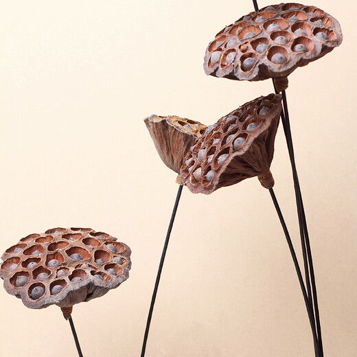 Youyi Dried Flower Extra Large Full Seed Metal Flower Pole Dried Lotus Lotus Dried Flower Decorates Living Room Floor Single Extra Large Seed Lotus Pole Contains Flower Pole Length 55cm Price of 4 Pieces