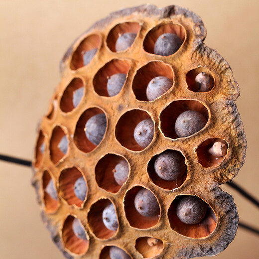 Youyi Dried Flower Extra Large Full Seed Metal Flower Pole Dried Lotus Lotus Dried Flower Decorates Living Room Floor Single Extra Large Seed Lotus Pole Contains Flower Pole Length 55cm Price of 4 Pieces