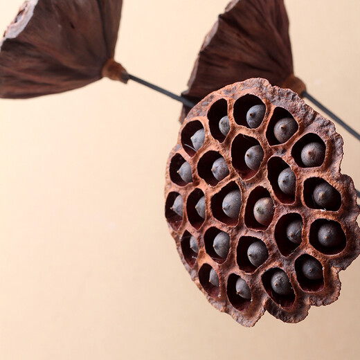 Youyi Dried Flower Extra Large Full Seed Metal Flower Pole Dried Lotus Lotus Dried Flower Decorates Living Room Floor Single Extra Large Seed Lotus Pole Contains Flower Pole Length 55cm Price of 4 Pieces
