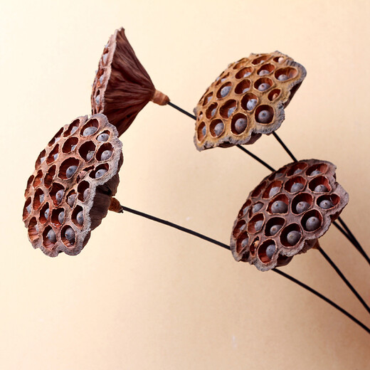 Youyi Dried Flower Extra Large Full Seed Metal Flower Pole Dried Lotus Lotus Dried Flower Decorates Living Room Floor Single Extra Large Seed Lotus Pole Contains Flower Pole Length 55cm Price of 4 Pieces