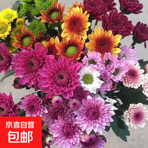 Colorful daisies, fresh cut flowers, multi-headed flowers, vase water, long flowering period, Chinese Valentine's Day gift, random mixed color daisies, 50CM, 20 branches