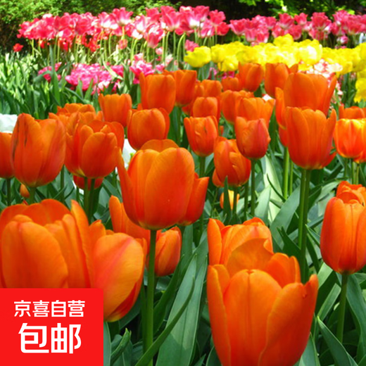 Tulip seed bulbs imported from the Netherlands, winter cold-resistant indoor and outdoor courtyard flower seeds, hydroponic plant pots, large balls, orange diamond, 5 balls + fertilizer (cheaper)