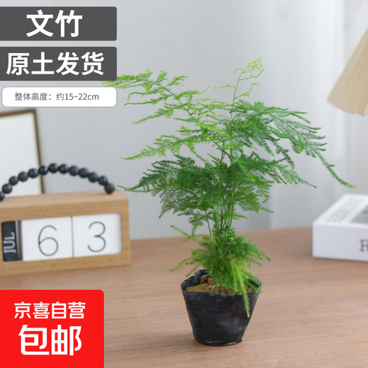 Asparagus potted indoor living room plants flowers office green plants desktop air purification creative small bonsai original pot selected small asparagus 15-22cm high 1 pot + seedling tray