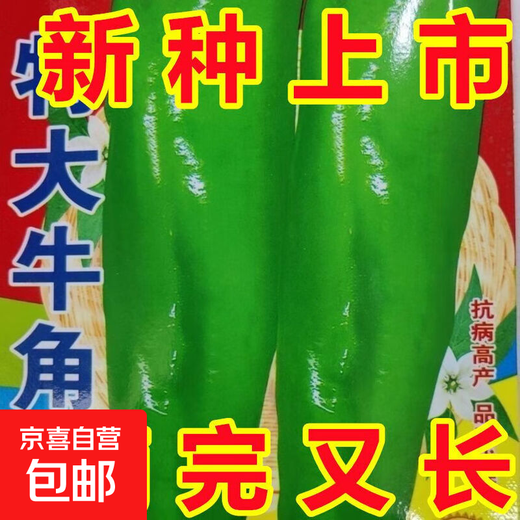 Spicy Spicy Pepper Seeds, Golden Spicy Green Peppers, Pig Intestine Chili Seeds, Potted Vegetable Seeds for Garden Fields and Balconies, Horn Peppers, Slightly Spicy, Buy 3 Get 2 Free, About 1,500 Capsules, 5 Packs