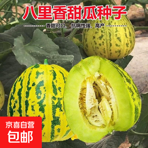 Balixiang fragrant melon seeds, a complete collection of seeds from the south and the north, special sweet melons, early maturing, high yield and sweet all year round. Balixiang seeds/pack, about 100 pieces, 3 packs