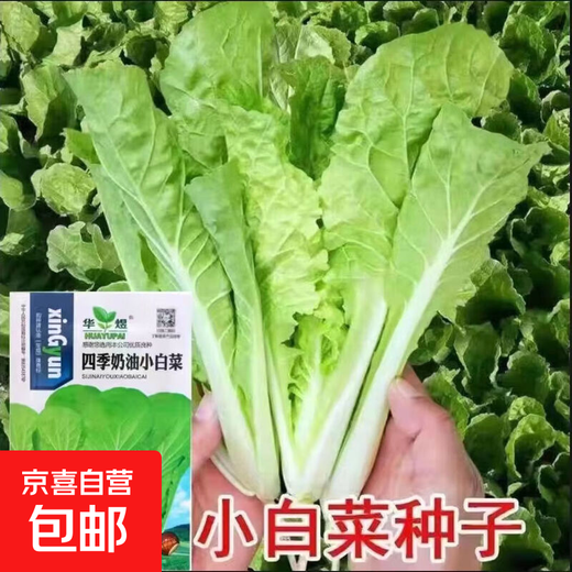 Four-season Shanghai green seeds, small green cabbage, chicken feathers, fast-growing cabbage, rapeseed, heat-, humidity- and cold-resistant, field use, original four-season fast-growing cabbage, about 3600 capsules, 3 packs