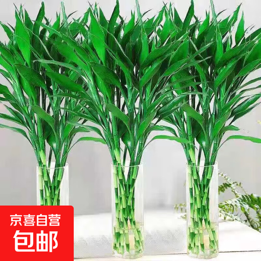 Lucky Bamboo, hydroponic plants shipped from Guangzhou, good for lazy people, a gift for Buddha in the office, Chinese Valentine's Day, Lucky Bamboo 60cm, 10 pieces