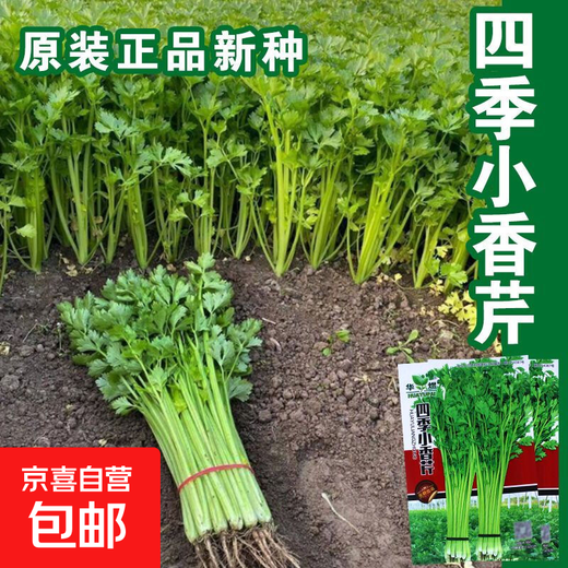 Four Seasons Parsley Seeds, Crispy, Tender and Thin-stemmed Celery Seeds, Heat and Cold Resistant, High Yield Field Base Vegetable Seeds. Original and Authentic Four Seasons Parsley, about 2,000 capsules. Original Color Packet 1 Pack