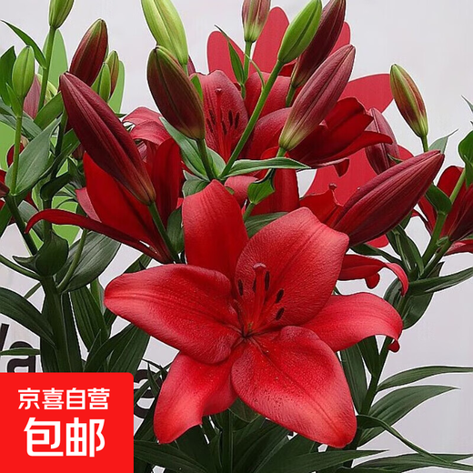 Los bulbos de lirio, los lirios perfumados, florecen en todas las estaciones y son buenos para alimentar flores y plantas, plántulas de flores de interior y exterior, semillas de flores en macetas, Hongzhuang, 5 tipos seleccionados de bulbos de lirio, empaquetados vivos.