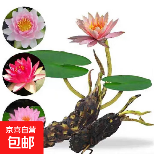 Water lily hydroponic plants bloom in all seasons, fish tanks, ponds, lotus pots, water-based root blocks, 5 large quality water lilies (mixed colors with buds)