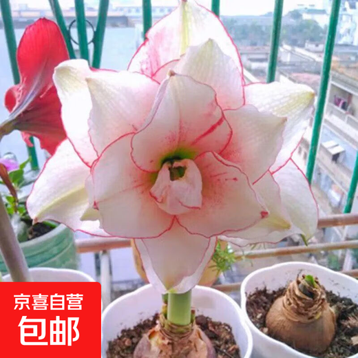 Imported amaryllis seed bulbs, large ball potted flower seedlings, double amaryllis seeds with buds for all seasons, green plants and flowers 1. Flower Elf The circumference of the bulb is 15-18cm