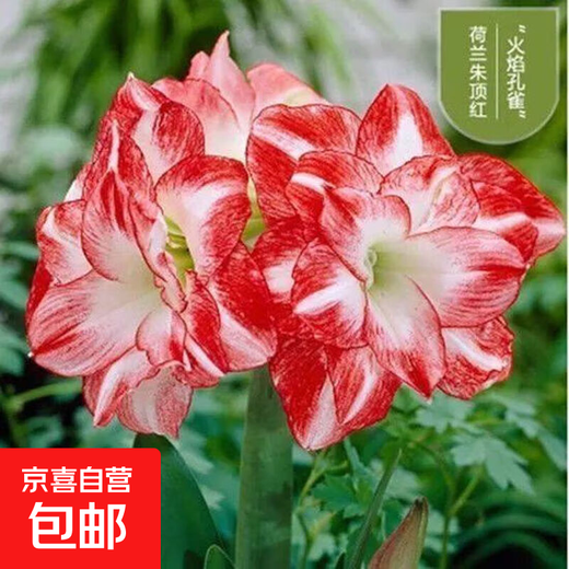 Bulbos de semillas de amarilis importados, plántulas de flores en macetas con bolas grandes, semillas de amarilis dobles con capullos para todas las estaciones, plantas y flores verdes 15. Circunferencia del bulbo Flame Peacock 15-18 cm